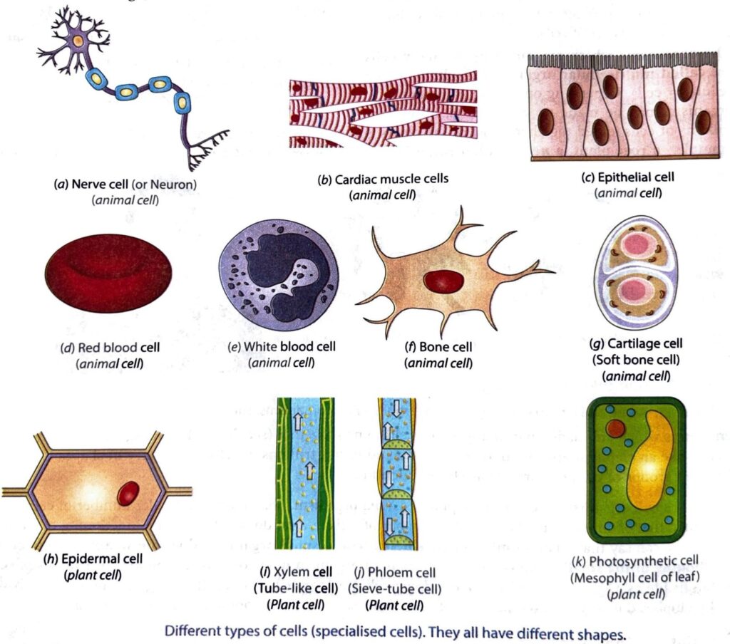different shapes of cells