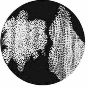 cell discovery