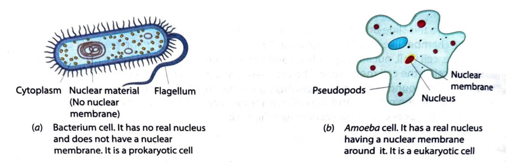 a prokaryotic and eukaryotic cell