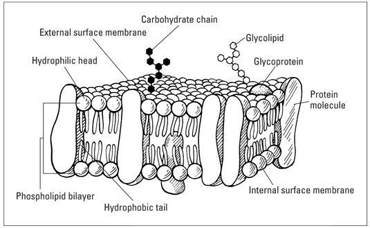 structure of cell membrane
